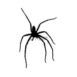 蜘蛛,側(cè)影,昆蟲(chóng)