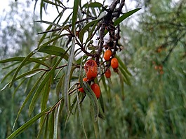 性質(zhì),水果,生活的本質(zhì)