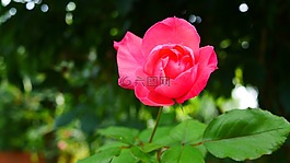 鮮花,玫瑰,刺