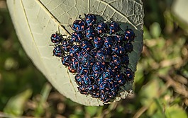 芙蓉丑角 bug,tectocoris diophthalmus,bug