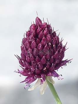 普通白菜玫瑰,花,開花