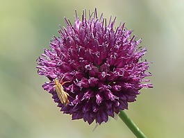 普通白菜玫瑰,花,開花