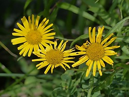 lycaon,花,開花