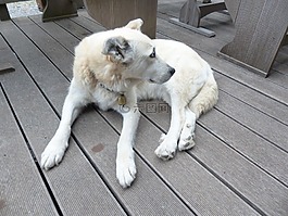 狗,白,毛皮