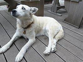 狗,白,毛皮