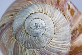 蝸牛,殼,住房