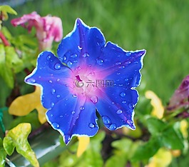 牽牛花,鮮花,藍(lán)色