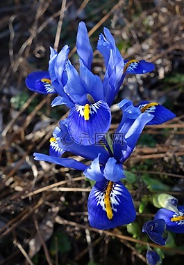 虹膜,植物,藍(lán)色花
