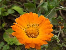 萬壽菊,花,秋