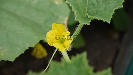 瓜,芽,水果