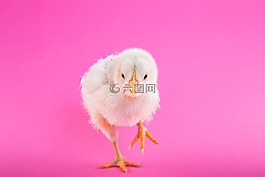 動物,鳥,小雞