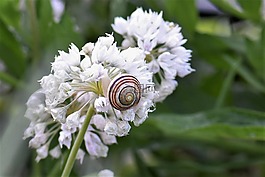 蝸牛,殼,開花
