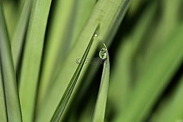 雨滴,露珠,水