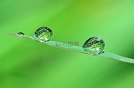 性質(zhì),花,鮮花