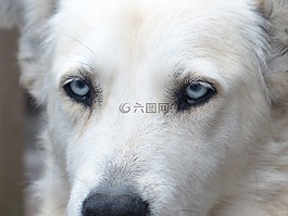 狗,白,面對
