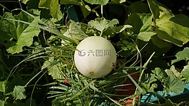 瓜,芽,水果