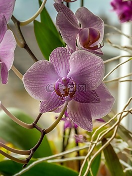 蝴蝶蘭,粉紅色的蘭花,花香的優(yōu)雅