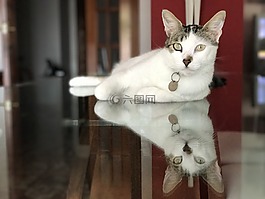 貓,小貓,寵物