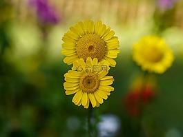 鮮花,黃色的花,雛菊