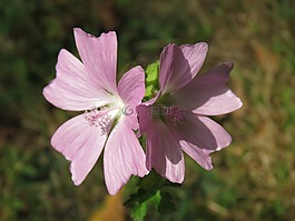 花,性質(zhì),夏季花卉