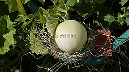 瓜,芽,水果