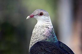 鳥,自然,白