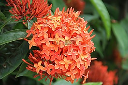 自然,美,鮮花