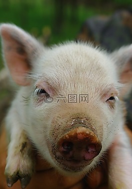 豬,動物,農(nóng)場