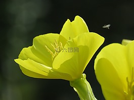 鮮花,性質(zhì),黃色的花