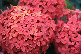自然,美,鮮花