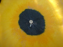 南瓜,細(xì)節(jié),圈