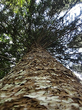 樹(shù),枝杈,葉子