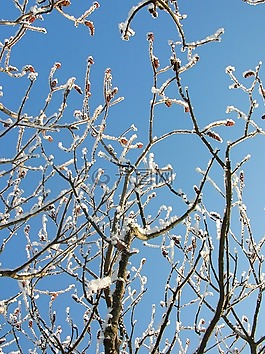 性質(zhì),冬天,樹