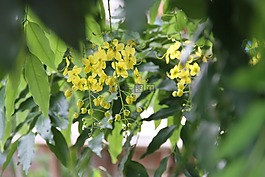 自然,美,鮮花