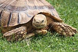 龜,自然,爬行動物