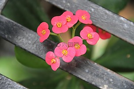 自然,美,鮮花