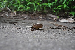 蝸牛,動物,森林