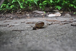 蝸牛,動物,森林