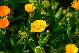 花,自然,黃色