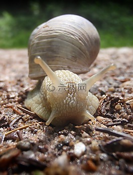 蝸牛,森林,關(guān)閉