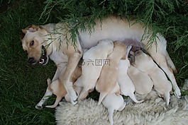小狗,拉布拉多犬,婊子