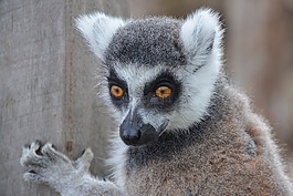 狐猴,動物,野生動物