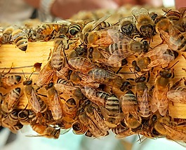 蜜蜂,蜂蜜,蠟