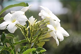 自然,美,鮮花