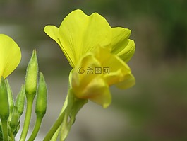 花,黃色的花,黃色