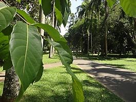 葉子,路,樹