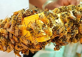 蜜蜂,蜂蜜,蠟