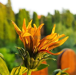 花卉,布卢姆,夏季