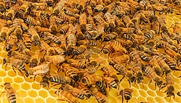 蜜蜂,蜂蜜,蠟