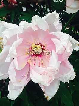 牡丹,花,蓬勃發(fā)展